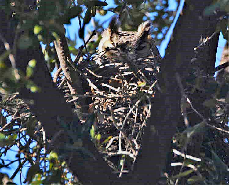 owlin nest